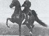 Deckhengst Wing's Fleet Admiral (American Saddlebred Horse, 1959, von Wing Commander)