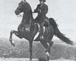 stallion Wing's Fleet Admiral (American Saddlebred Horse, 1959, from Wing Commander)