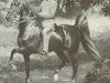 Deckhengst Bourbon King (American Saddlebred Horse, 1900, von Bourbon Chief)