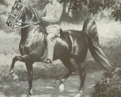 stallion Bourbon King (American Saddlebred Horse, 1900, from Bourbon Chief)