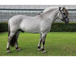 stallion Tulstruplunds Hudini (Fjord Horse, 2008, from Trollfin)