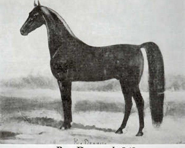 stallion Rex Denmark (American Saddlebred Horse, 1884, from Crigler's Denmark)