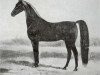 stallion Rex Denmark (American Saddlebred Horse, 1884, from Crigler's Denmark)