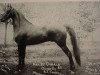 stallion Rex Mcdonald (American Saddlebred Horse, 1890, from Rex Denmark)