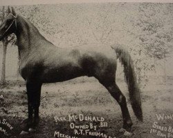 stallion Rex Mcdonald (American Saddlebred Horse, 1890, from Rex Denmark)