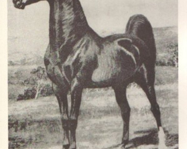 Deckhengst Rex Peavine (American Saddlebred Horse, 1899, von Rex Mcdonald)