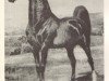 stallion Rex Peavine (American Saddlebred Horse, 1899, from Rex Mcdonald)