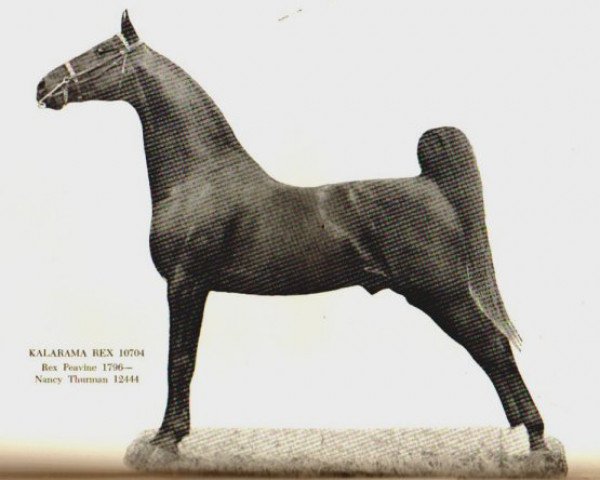 Deckhengst Kalarama Rex (ex. His Lordship) (American Saddlebred Horse, 1922, von Rex Peavine)