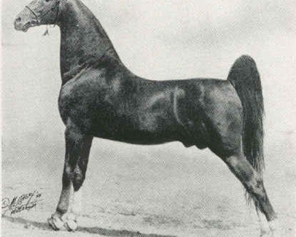 Deckhengst Kalarama Colonel (American Saddlebred Horse, 1938, von Kalarama Rex (ex. His Lordship))