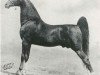 stallion Kalarama Colonel (American Saddlebred Horse, 1938, from Kalarama Rex (ex. His Lordship))