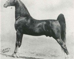 stallion Kalarama Colonel (American Saddlebred Horse, 1938, from Kalarama Rex (ex. His Lordship))