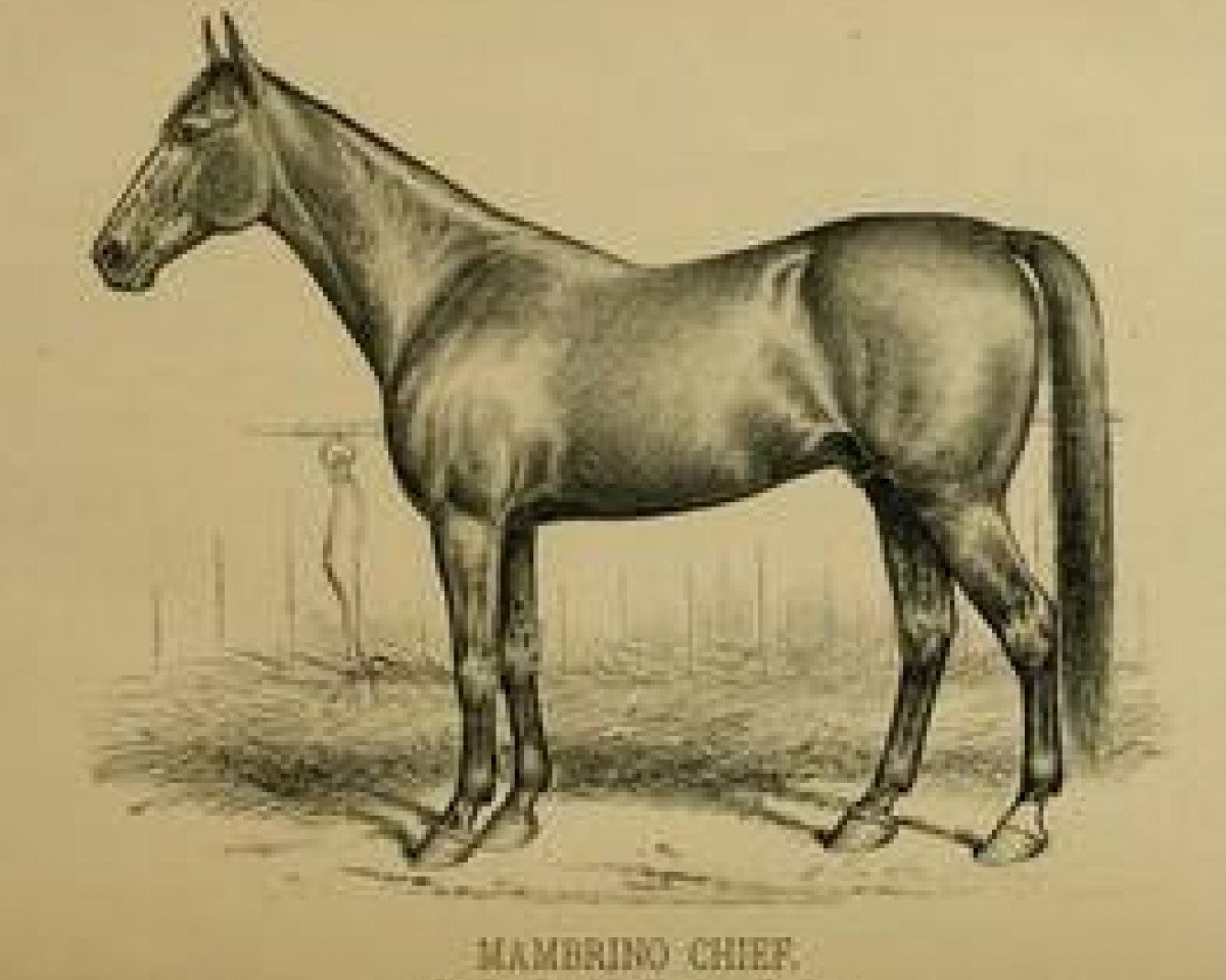 Deckhengst Mambrino Chief 11 (US) (Amerikanischer Traber, 1844, von Mambrino Paymaster xx)