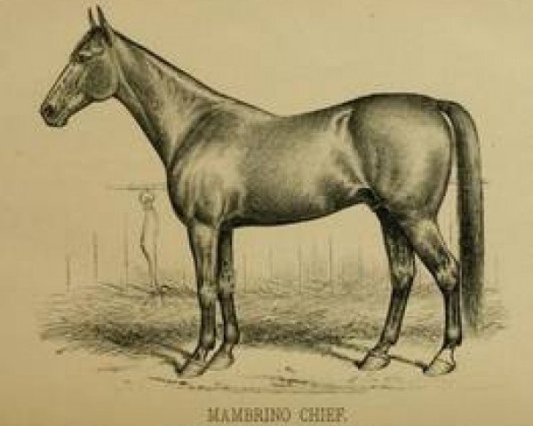 stallion Mambrino Chief 11 (US) (American Trotter, 1844, from Mambrino Paymaster xx)