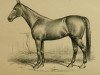 Deckhengst Mambrino Chief 11 (US) (Amerikanischer Traber, 1844, von Mambrino Paymaster xx)