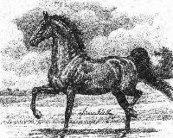 stallion Harrison Chief (American Saddlebred Horse, 1872, from Clark Chief 89 (US))