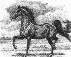 stallion Harrison Chief (American Saddlebred Horse, 1872, from Clark Chief 89 (US))