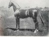 stallion Bourbon Chief (American Saddlebred Horse, 1883, from Harrison Chief)