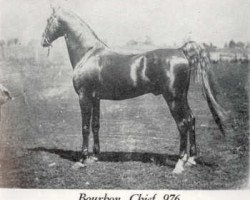 stallion Bourbon Chief (American Saddlebred Horse, 1883, from Harrison Chief)