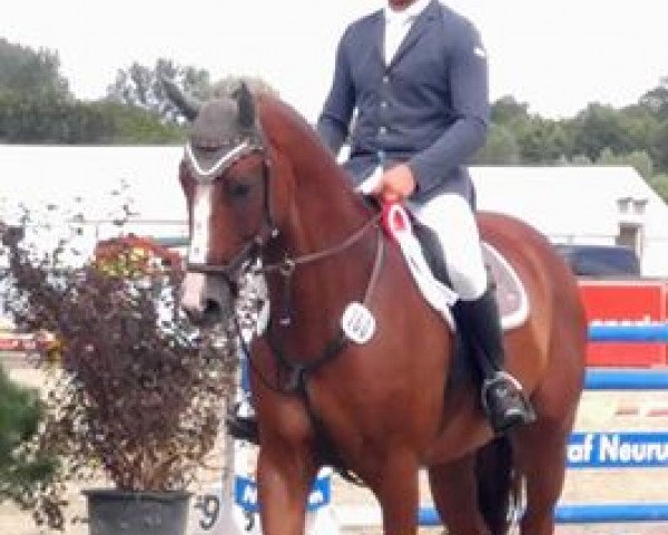 jumper Caytano 11 (German Sport Horse, 2011, from Ciaco's Son S)
