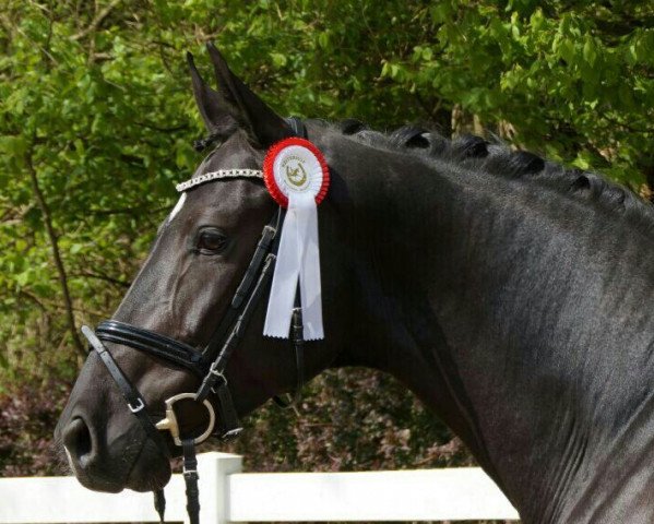 dressage horse Danilo 110 (Oldenburg, 2012, from Dante Weltino Old)