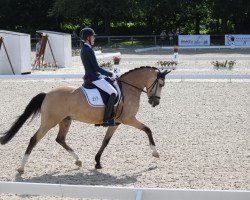 Dressurpferd Rohlsdorfs Caspar de Luxe (Deutsches Reitpony, 2009, von FS Champion de Luxe)