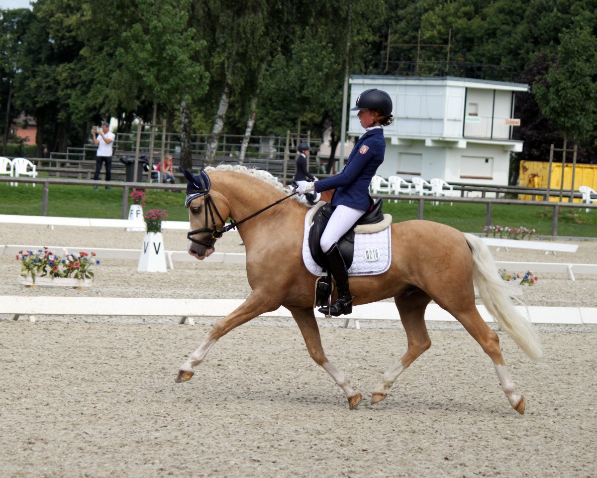 Deckhengst Rohlsdorfs Carribean Dream (Deutsches Reitpony, 2010, von Casino Royale K WE)