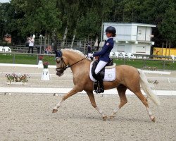 stallion Rohlsdorfs Carribean Dream (German Riding Pony, 2010, from Casino Royale K WE)