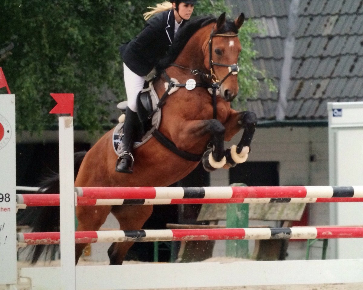 Zuchtstute Aquilina (Westfale, 2001, von Aquilino)