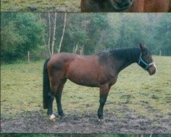 Pferd Welfenfürstin (Westfale, 1982, von Werbefunk)