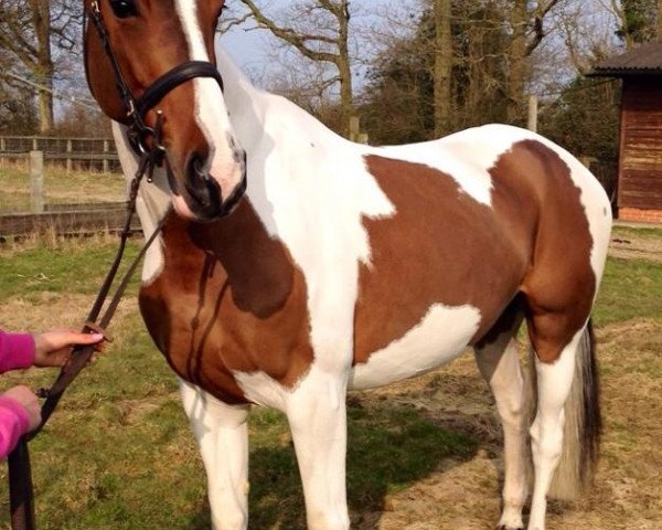 broodmare Faria van de Moortelshoeve (Belgian Warmblood, 2005, from Querlybet Hero)