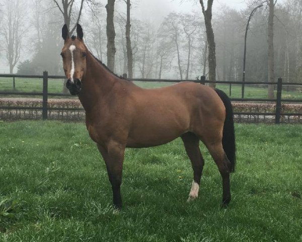 horse Anouk (KWPN (Royal Dutch Sporthorse), 2005, from Heartbreaker)