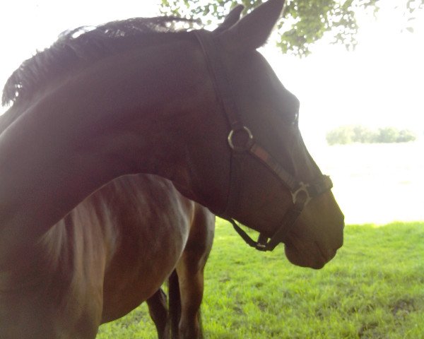 broodmare Genoveva (Bavarian, 2006, from Pacelli W)