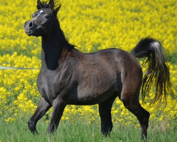 horse AE Egyptian Haroun (Arabian thoroughbred, 2014, from AE Haalim Jamil EAO)