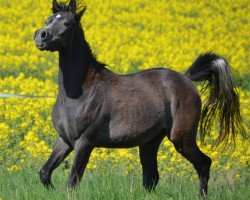 horse AE Egyptian Haroun (Arabian thoroughbred, 2014, from AE Haalim Jamil EAO)