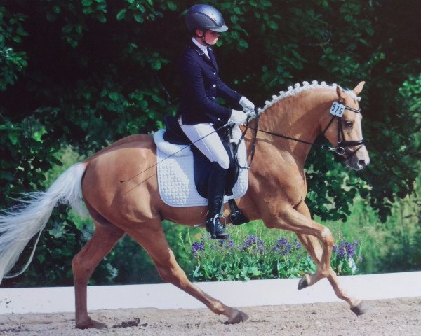 dressage horse Wischhoffs Obsession (German Riding Pony, 2013, from High Flow's Oxford)