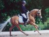 dressage horse Wischhoffs Obsession (German Riding Pony, 2013, from High Flow's Oxford)