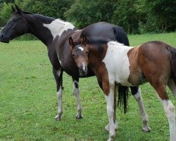 broodmare Casablanca (German Warmblood, 1995, from Epik)