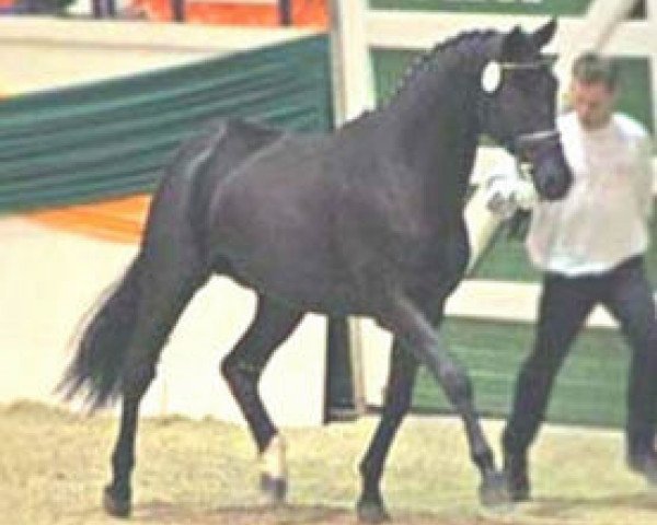 Pferd Elfenstein (Trakehner, 2004, von Hohenstein I)