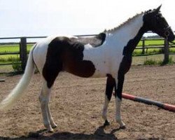 stallion Colored Castello (Trakehner, 2001, from Michelangelo)