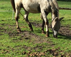 horse Anklang (Deutsches Reitpony, 1995, from Apollo)