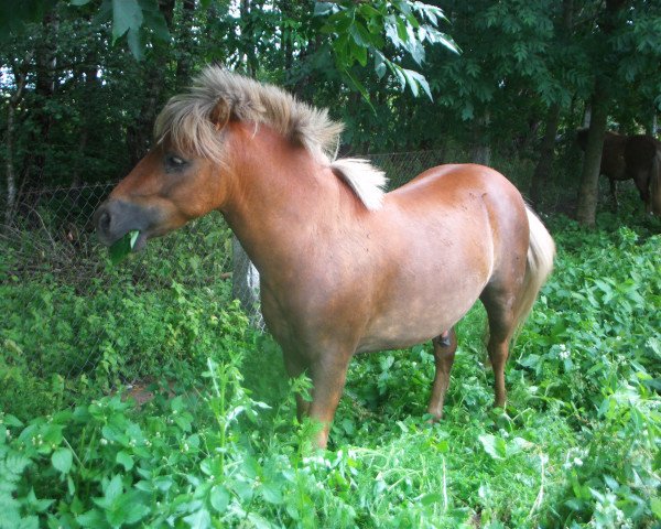 horse Nick (German Classic Pony, 2012, from Joschka v.Schwanenschlag)