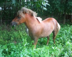 Pferd Nick (Deutsches Classic Pony, 2012, von Joschka v.Schwanenschlag)