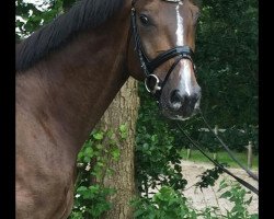 dressage horse Delf di Dante (Oldenburg, 2011, from Dante Weltino Old)