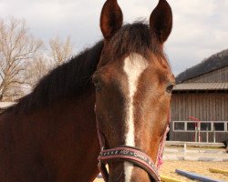 dressage horse Danonius (Oldenburg, 2001, from Diamond Hit)