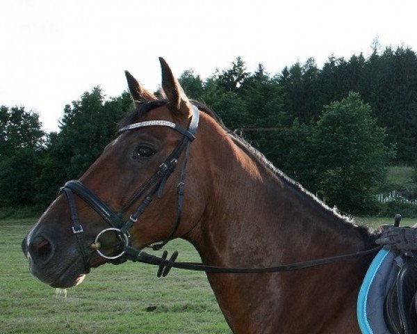 Pferd Don (Trakehner, 2007, von Chateauneuf)