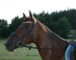 horse Don (Trakehner, 2007, from Chateauneuf)