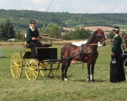 stallion Sunbeam Vulcan (Hackney (horse/pony), 1998, from Flashwood Vulcan)