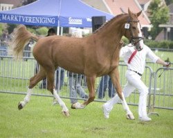 broodmare Amber (KWPN (Royal Dutch Sporthorse), 2005, from Sirius)