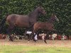 Springpferd Cleo (Westfale, 2016, von Cornet Obolensky)