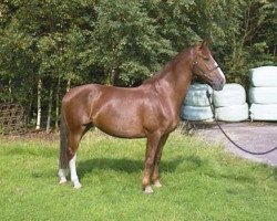 broodmare Odessa (KWPN (Royal Dutch Sporthorse), 1996, from Ahoy)